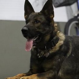 German Shepherds from Mein Beschutzer Working Dogs