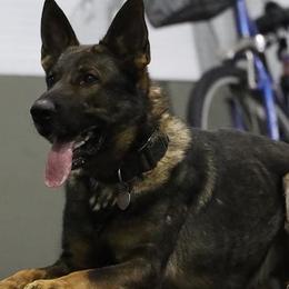German Shepherds from Mein Beschutzer Working Dogs