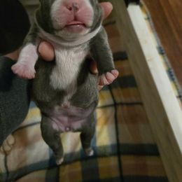 Girl 1 - Silver female Pug puppy in Auburn, Kentucky from Prentice Family Pugs, Bugs & Corgis