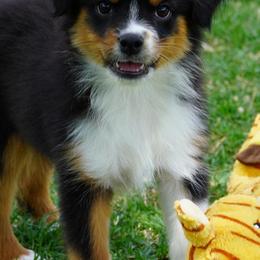 Girl 2 - Black tri female Miniature Australian Shepherd puppy in Lawton, Oklahoma from Lindsey’s Aussies