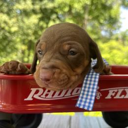 Sassafras AKC - Chocolate and tan female Dachshund puppy in Hendersonville, North Carolina from Snarky Doxy Miniature Dachshunds