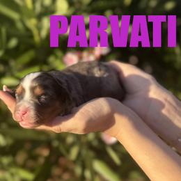 Parvati - Merle female Bernedoodle puppy in Gilbert, Arizona from Safe Havynn Doodles