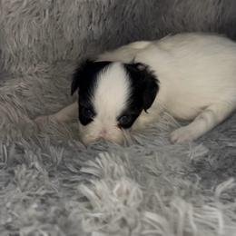 Chloe - White black and tan female Papillon puppy in Howe, Oklahoma from Southern Sweet Papillons