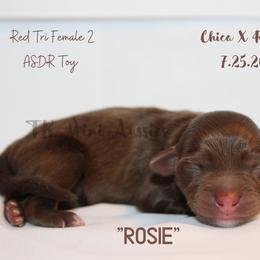 Miniature Australian Shepherd and Toy Australian Shepherd Puppies from TK Mini & Toy Aussies