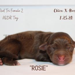 Miniature Australian Shepherd and Toy Australian Shepherd Puppies from TK Mini & Toy Aussies