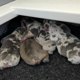 French Bulldog puppies from Short Leg Frenchies