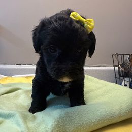 Kikip - Black female Yorkipoo puppy in Independence, Kentucky from 4paws4ever by Design