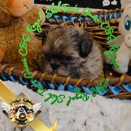 Chihuahua and Shih Tzu Puppies from C&E Royal Shih Tzu