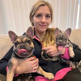 ZARA - French Bulldog