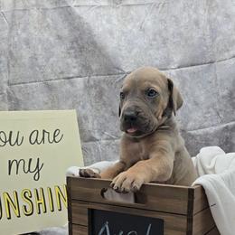 Oggie - Blue male Great Dane puppy in Caldwell, Idaho from Miner's Dynamic Danes