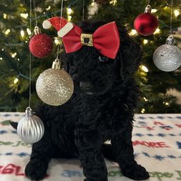 Vixen - Black female Goldendoodle puppy in Camden, North Carolina from Oopsie Doodles of NC