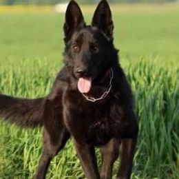 Roxi - German Shepherd