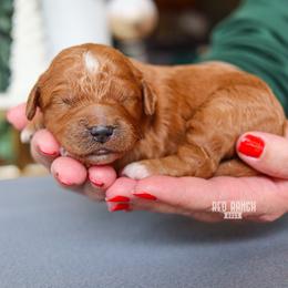 Starlight - Red  female Goldendoodle puppy in Salado, Texas from Red Ranch Dogs