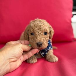 Tortellini - Yellow and white male Bernedoodle puppy in Macon County, North Carolina from Mountain Doodles