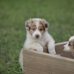 Australian Shepherd Puppies from Out West Aussies