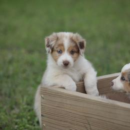 Australian Shepherd Puppies from Out West Aussies