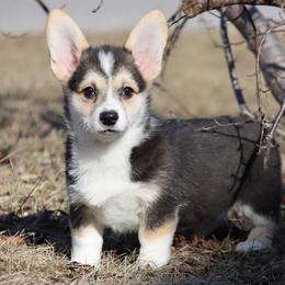 Gazelle - Black and tan female Pembroke Welsh Corgi puppy in Pollock, Missouri from Northstar