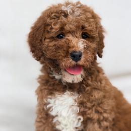Red collar - Red male Bernedoodle puppy in Fort Wayne, Indiana from Crimson Curl Doodles