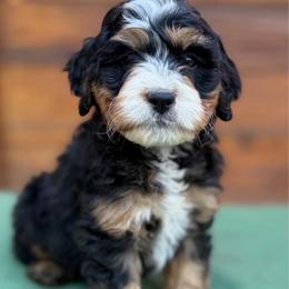 Blue collar boy - Tri-color male Bernedoodle puppy in Colorado Springs, Colorado from Mercy Mountain Bernedoodles