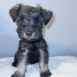 Girl 1 - Black and silver female Miniature Schnauzer puppy in Watauga, Texas from Sissy’s Schnauzers