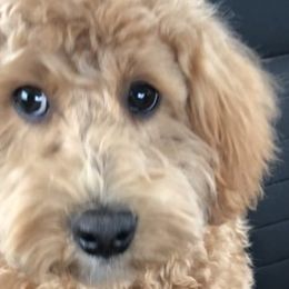 Charlie - Goldendoodle