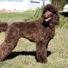 Fallon - Poodle