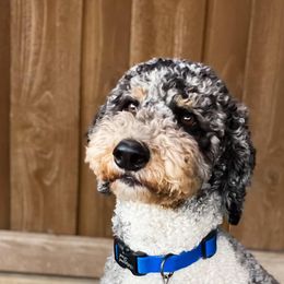 Bandit - Goldendoodle