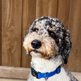 Bandit - Goldendoodle