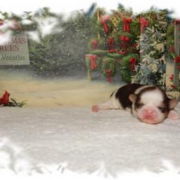 Kisses AKC - Tricolor female Shih Tzu puppy in Lawrenceburg, Tn, Tennessee from Shedd's Shih Tzus