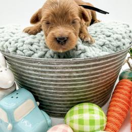 Goat - Red  male Goldendoodle puppy in Sunman, Indiana from Brunsman Country Doodles LLC