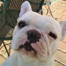 Cassie - French Bulldog