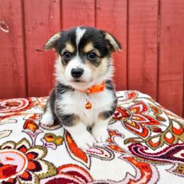 Ginger - Black and tan female Pembroke Welsh Corgi puppy in Fortine, Montana from North Star Pembroke Welsh Corgi's