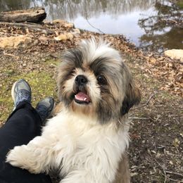 Jane - Shih Tzu
