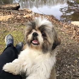 Jane - Shih Tzu