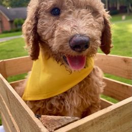 Goldendoodle and Poodle Puppies from SnickerDoodlePups