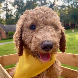 Goldendoodle and Poodle Puppies from SnickerDoodlePups