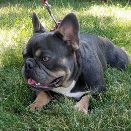 Ace - French Bulldog