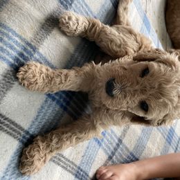 Goldendoodle Puppies from The Miller's Goldendoodles