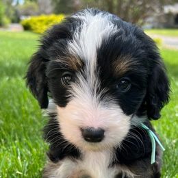 Girl 3 - Aussiedoodle puppy from Bella Ridge Farms & Dapper Doodles