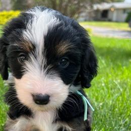 Girl 3 - Aussiedoodle puppy from Bella Ridge Farms & Dapper Doodles