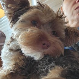 Grace - Yorkshire Terrier