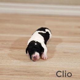 Clio - Black and white female Bernedoodle puppy in Guthrie, Oklahoma from Edmond Doodles, LLC