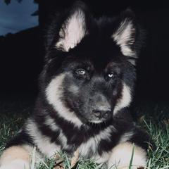 Siberian Husky Puppies from The Land Siberians