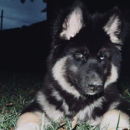 Siberian Husky Puppies from The Land Siberians