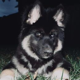 Siberian Husky Puppies from The Land Siberians