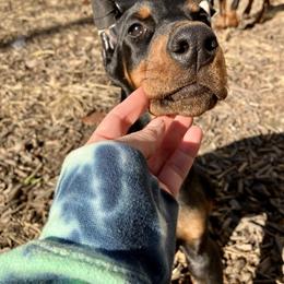 Doberman Pinscher Puppies from Von Schaaf Haus DuPree