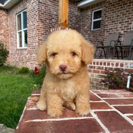 Simba - Cream male Havapoo puppy in Dothan, Alabama from Leo’s Teddy Bear doodles