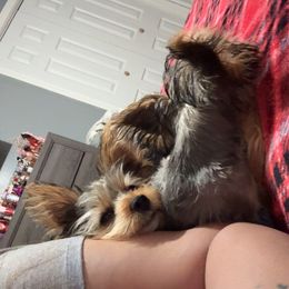 Yorkshire Terrier Puppies from Rosey’s Yorkies