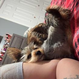 Yorkshire Terrier Puppies from Rosey’s Yorkies