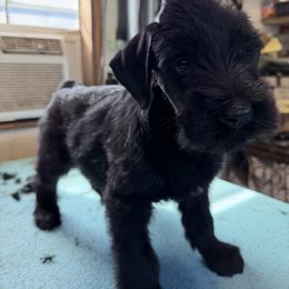 Boy 3 - Black male Giant Schnauzer puppy in Bois D’arc, Missouri from Down Low Kennels